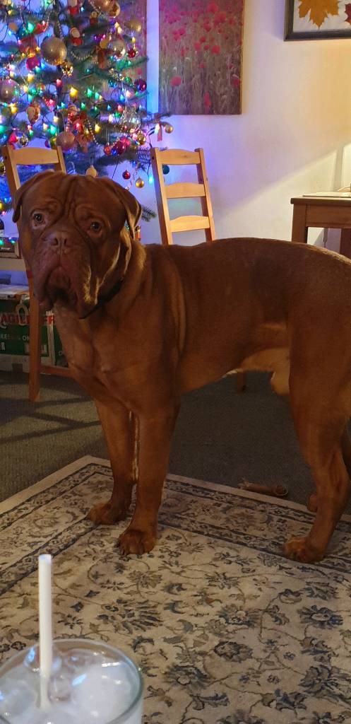 dogue de bordeaux for sale gumtree